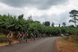 group of cyclists on a bend in the road lined with large banana trees