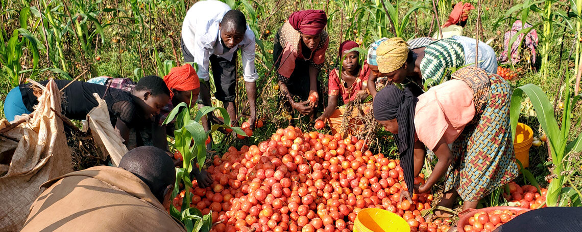 tomato-harvest-restobu